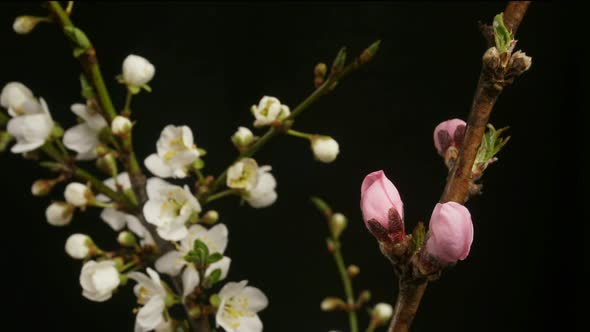 Flowers Bloom on a Tree. Time Lapse 