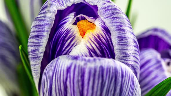 Timelapse Blooming Crocuses Isolated on White. Close-up: Purple Crocus Flowers and Buds, Green