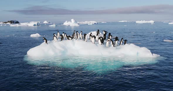 Adelie Penguins on ice floe
