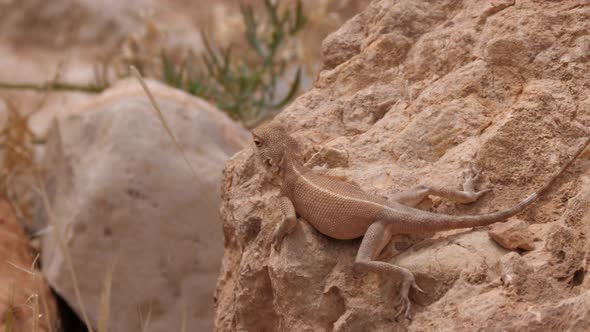 Desert Agama looking around 