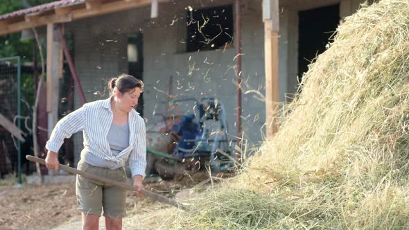 Mature female farmer turns the hay for cow with pitchfork on the backyard of farm