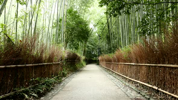 Green bamboo forest road 