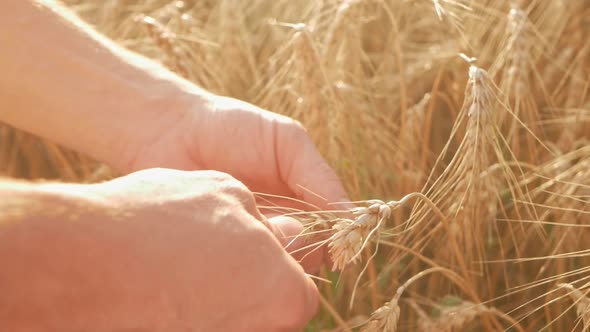 Agronomist Businessman Farm Worker Checks the Quality of Barley Wheat in a Field at Sunset