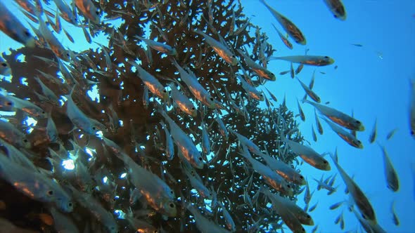 Tropical Coral Reefs Glass Fish