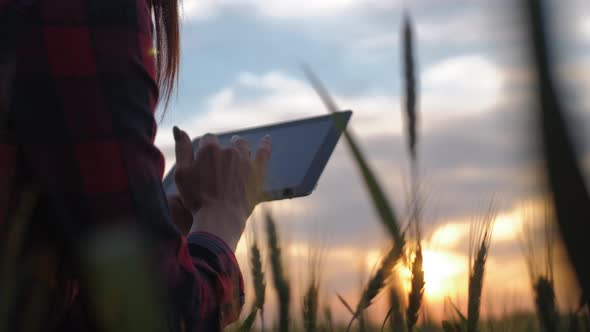 Pretty Young Woman with Tablet Computer Working in Wheat Field at Sunset. The Girl Uses a Tablet