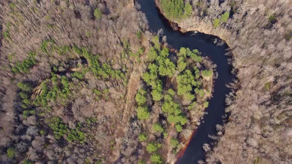 Aerial view of the river between the pines. Flying over a winding riverbed surrounded by treetops