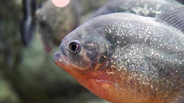 Piranha (Serrasalmus Nattereri)