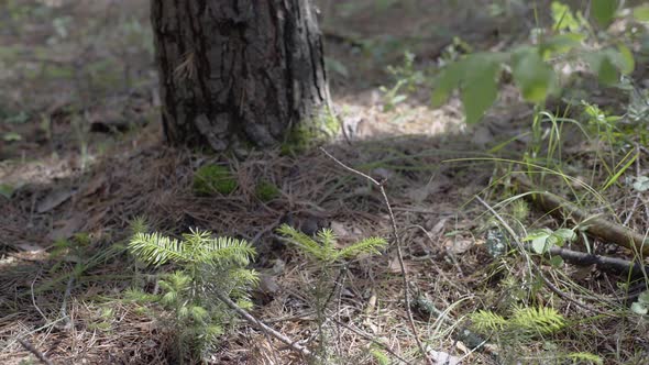 Man Lifts Backpack Over Strap From Ground in Forest. Man in Camouflage Clothes Hunts Outdoor in