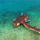 A boat arriving at Perhentian Islands jetty to offload the tourists - VideoHive Item for Sale