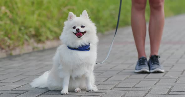 Pomeranian go out with pet owner