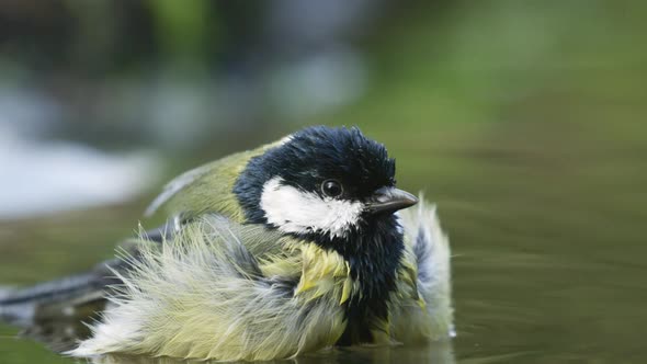 Extreme close up of a bird splashing and bathing in water, looking around and chirping, great tit, s