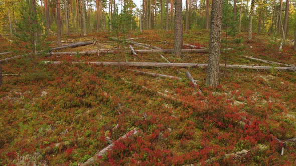 Red Blueberry and Lingonberry Bushes in the Autumn Forest, Trees Lie on the Ground, A Lot of Fallen