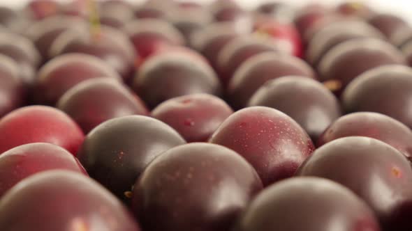 Shallow DOF Prunus cerasifera red frui 4K 2160p 30fps UltraHD tilting footage - Close-up of fresh ch