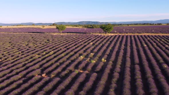 Valensole