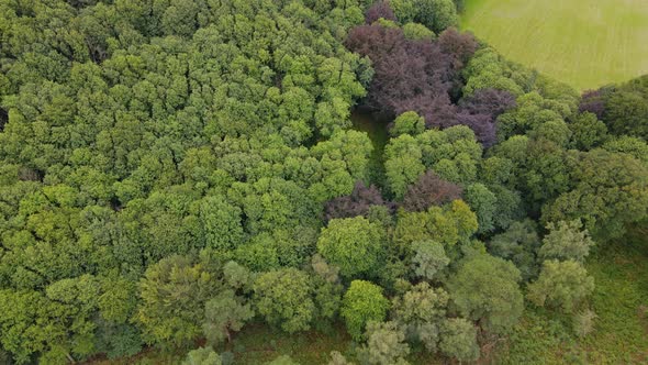 Forest during foliage in Haslemere countryside, UK. Aerial tilt-up