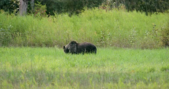 Grizzly bear cub grazing on grass in a field. Sow is seen through the tall grass in the background.