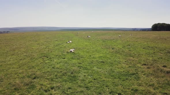 Flying over grazing sheep in Dartmoor National Park, England.