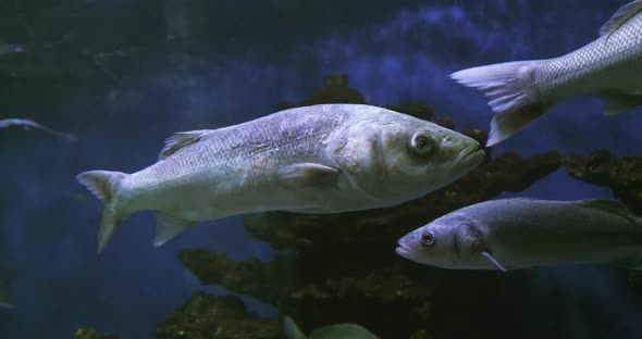 Sea Bass, dicentrarchus labrax, Group Swimming, Slow motion 4K