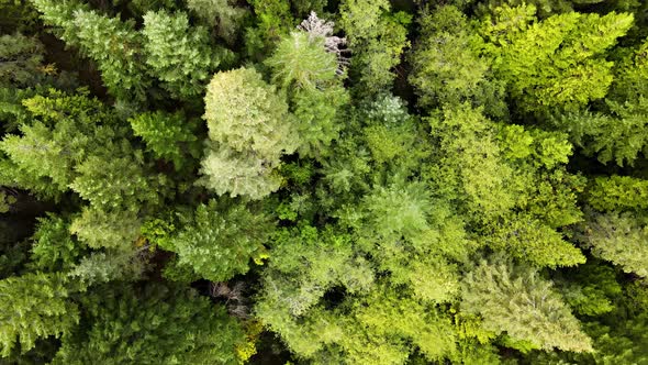 Flying over a forest in Northern California