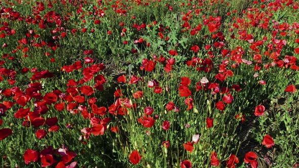 Drone Shot Low Flight Over a Poppy Field