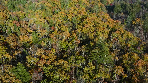 Aerial Shot of Forest in Fall Season