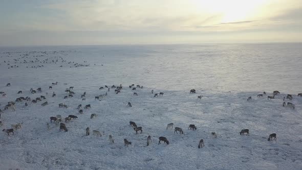 Aerial Drone Footage of Caribou Grazing on the Tundra in Arctic Alaska During Winter