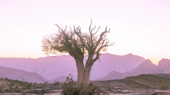 Dry Leafless Tree Silhouette in Wadi Ghul in Oman in Jebel Shams Mountains at Sunset. Timelapse