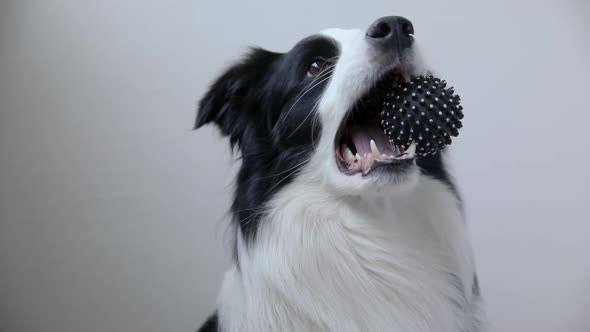 Funny Cute Puppy Dog Border Collie Holding Toy Ball in Mouth Isolated on White Background