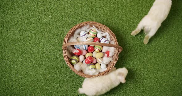 Many White Bunnies Play on Green Grass Background with Basket