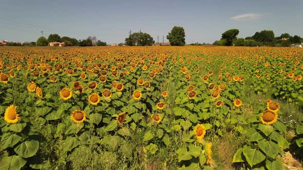 Amazing Aerial View of Beautiful Sunflowers in Summertime