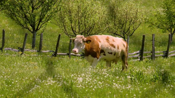 Caw eat on farmland and goes through the orchard