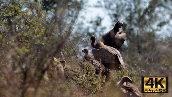 Vultures Gather For A Meal