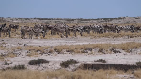 Herd of zebras on a dry savanna 
