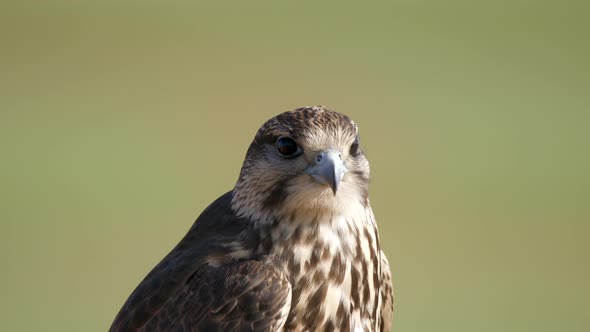 Hunter Predator Falcon is Raptor Bird of Prey in Genus Falco