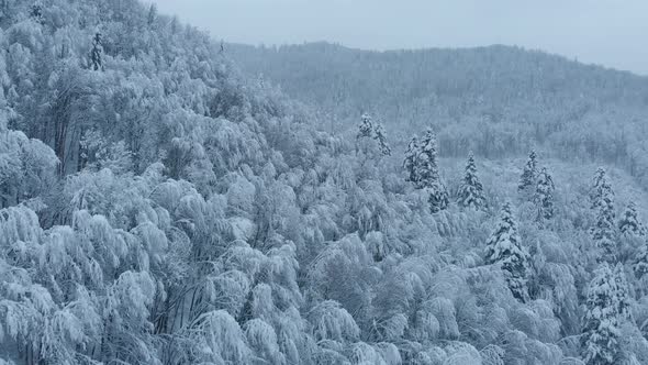 Aerial shot: spruce and pine winter forest completely covered by snow.