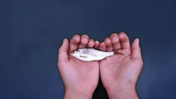 River fish lying on palms of male's hands on blue water background. Hands with a fish