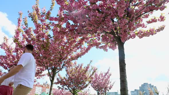 Lovely Couple Walking Together Under Blooming Sakura Trees