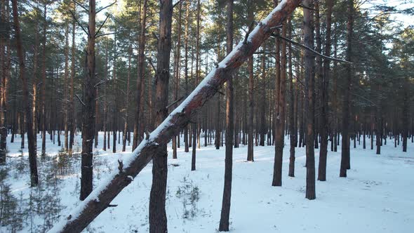 Along A Fallen Tree In A Winter Forest