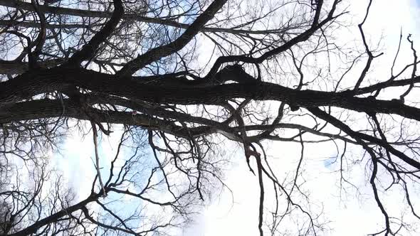 Vertical Video of the Forest with Trees Without Leaves Slow Motion