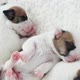 Newborn Puppy Sleeping on White Plaid - VideoHive Item for Sale