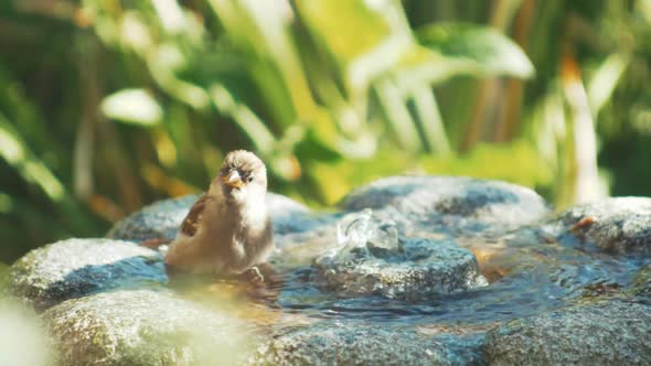 Bird washes in garden fountain on hot summers day