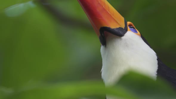Low angle close up of a south american toco toucan looking up while standing on a branch surrounded