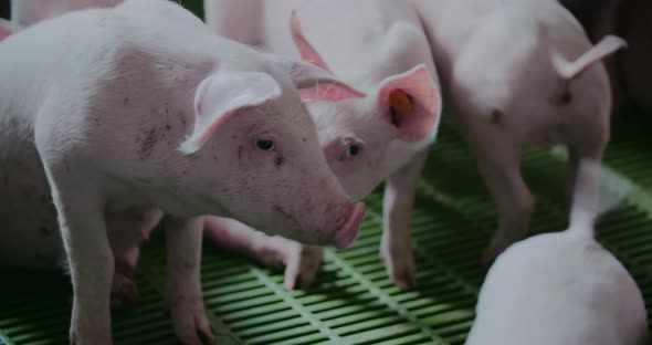 Pigs at Livestock Farm Pork Production Piglet Breeding