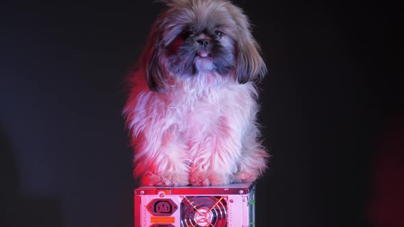 Furry Shihtzu Puppy Sits on Black Computer Case Top