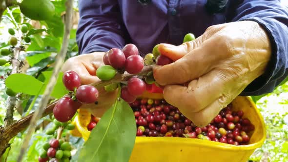 Woman picking coffee