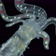 Worm Polychaeta of Family Terebellidae Under the Microscope Phylum Annelida - VideoHive Item for Sale
