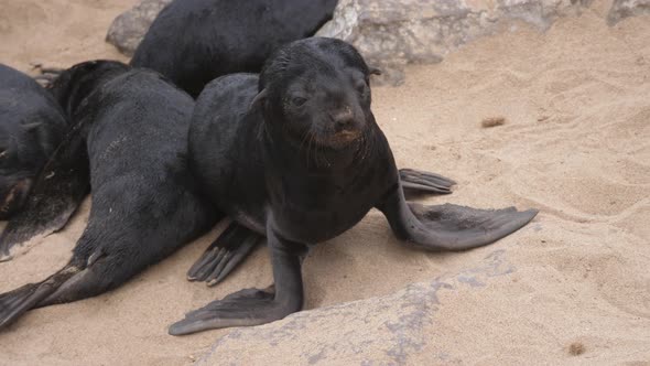Sea lion pups on the beach of Cape Cross Seal Reserve