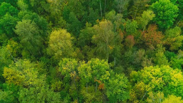 Aerial Video of Autumn Forest on a Cloudy Day