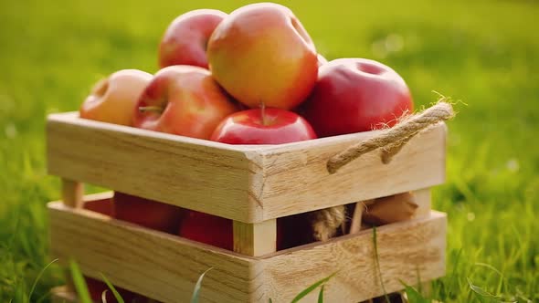 Wooden crate full of red ripe shiny fresh apples standing on the green grass