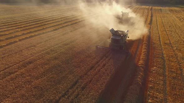 Wheat Field and Combine Harvesters.